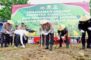 Kapolda Sulbar Pimpin Penanaman Jagung Serenta