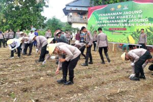 Ribuan Bibit Jagung Ditanam Serentak Dukung Swasembada Pangan 2025